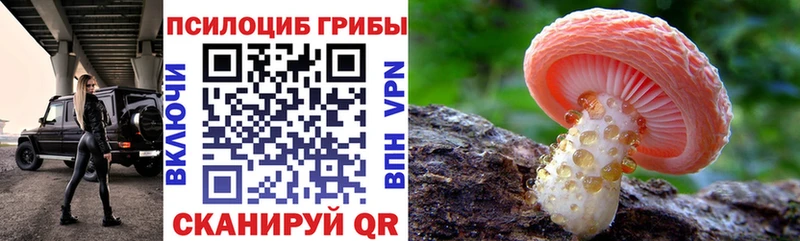 где купить наркотик  Пролетарск  Галлюциногенные грибы Cubensis 